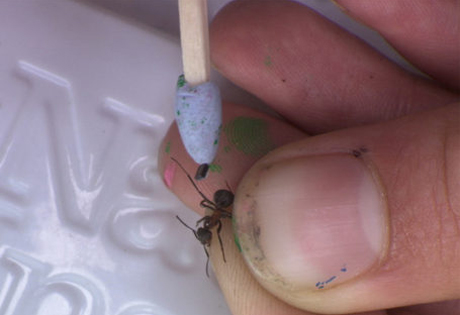 Khoảng[-]1.000[-]con[-]kiến[-]ăn[-]gỗ[-]sẽ[-]được[-]gắn[-]chip.